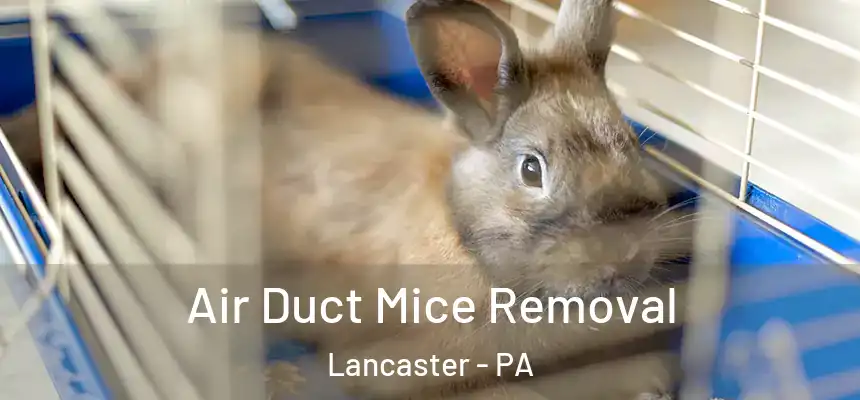 Air Duct Mice Removal Lancaster - PA